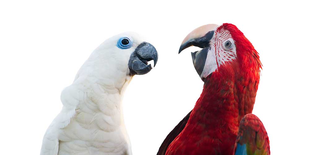 Kaketoe Ara papegaai opvang centrum papegaaien papegaaienopvang