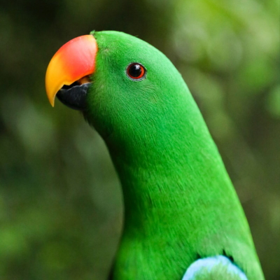 Edelpapegaai (mannelijk) (Eclectus Roratus)